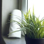 招待所 Oliva