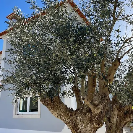 Oliva Ericeria *